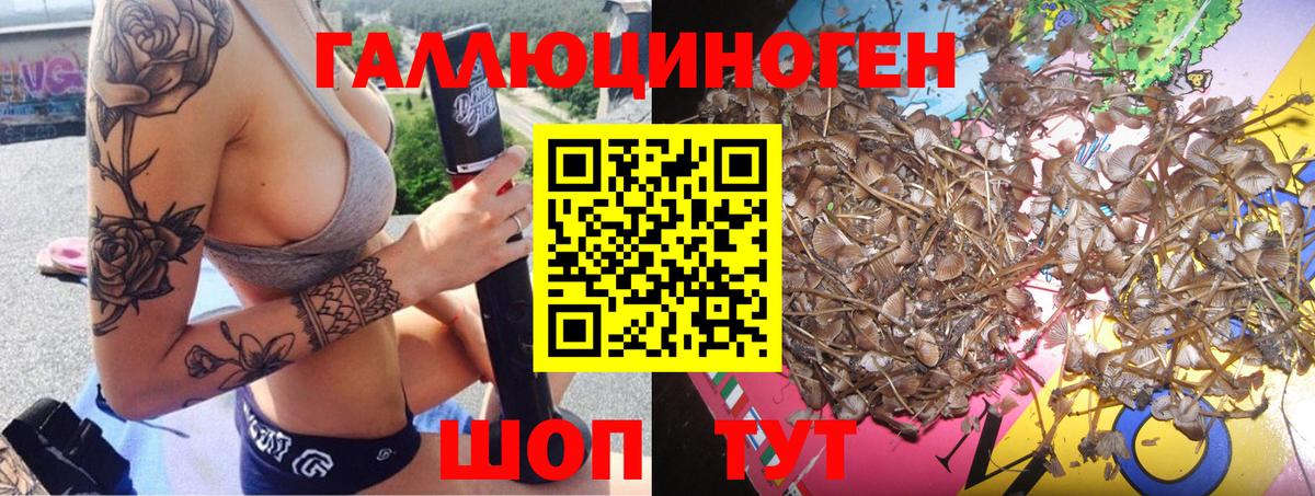 Псилоцибиновые грибы Psilocybe Котлас